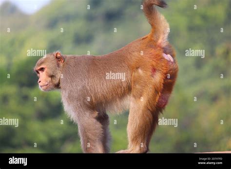 Asiática macaco blackjack